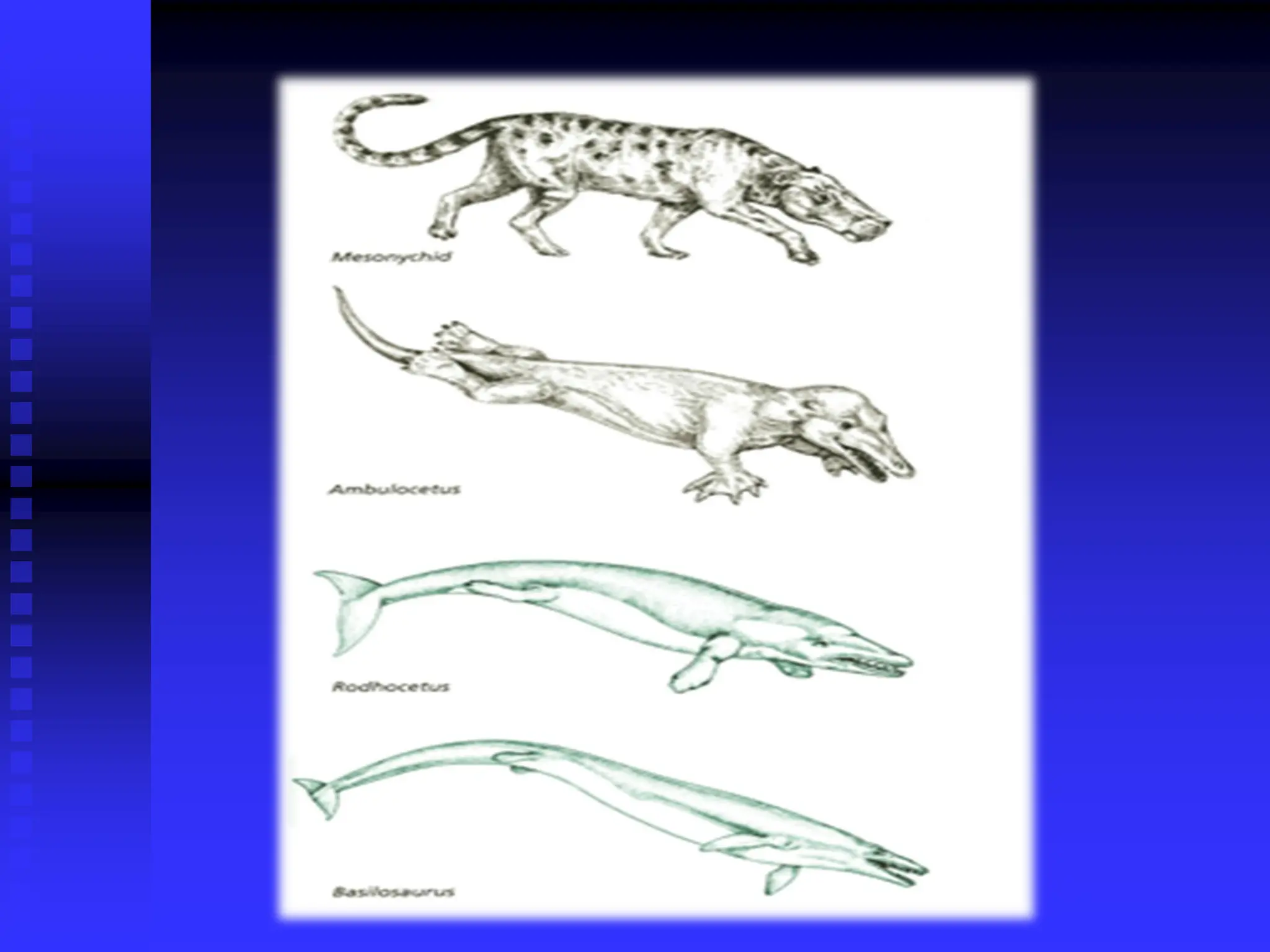 Chapter 15-Notes ppt Evolution of organisms
