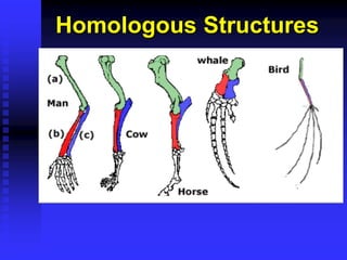 Chapter 15-Notes evolution of organisms ppt | PDF