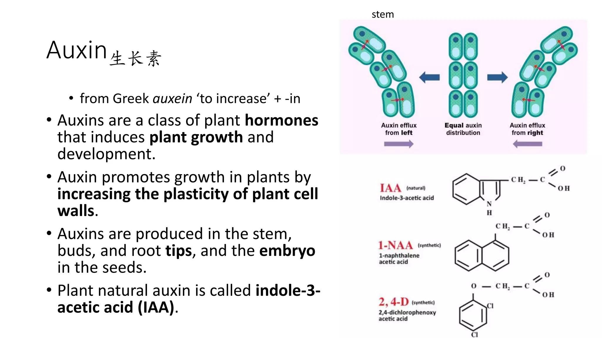 独中高中生物 Chapter 15 Part 2 Movement of Plants | PPTX