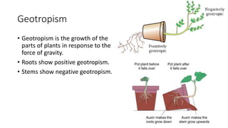 独中高中生物 Chapter 15 Part 2 Movement of Plants | PPTX