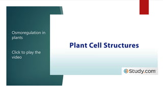 Osmoregulation in
plants
Click to play the
video
 