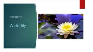 Hydrophyte
Waterlily
 