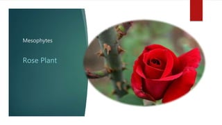 Mesophytes
Rose Plant
 
