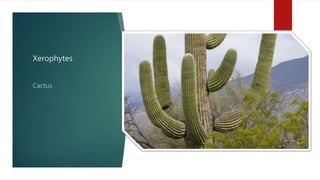 Xerophytes
Cactus
 