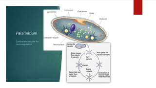 Paramecium
Contractile vacuole for
osmoregulation
 