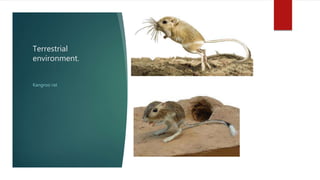 Terrestrial
environment.
Kangroo rat
 