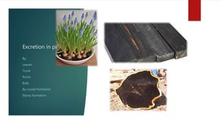 Excretion in plants
By:
Leaves
Trunk
Roots
Bulb
By crystal formation
Ebony formation
 