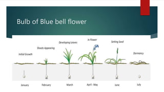 Bulb of Blue bell flower
 