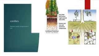 conifers
Release waste compounds in
soil.
 