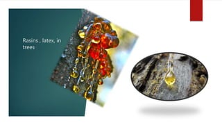 Rasins , latex, in
trees
 