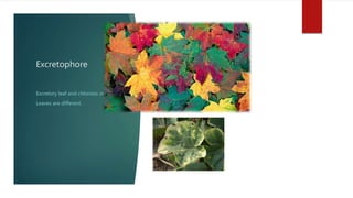 Excretophore
Excretory leaf and chlorosis in
Leaves are different.
 