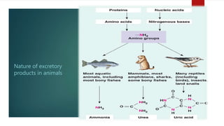 Nature of excretory
products in animals
 