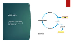 Urea cycle.
2 ammonia and 1 Carbon
dioxide combine to form 1
urea molecule,
 