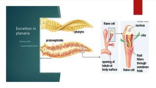Excretion in
planaria
• Flame cells.
• * protonephridium
 