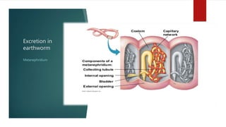 Excretion in
earthworm
Metanephridium
 