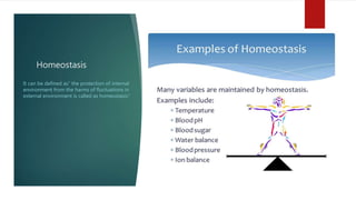 Homeostasis
It can be defined as” the protection of internal
environment from the harms of fluctuations in
external environment is called as homeostasis”
 