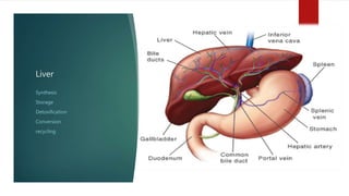 Liver
Synthesis
Storage
Detoxification
Conversion
recycling
 
