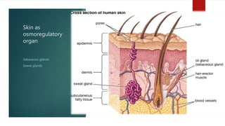 Skin as
osmoregulatory
organ
Sebaceous glands
Sweat glands
 
