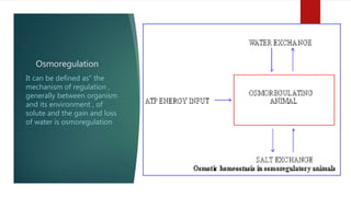 Osmoregulation
It can be defined as” the
mechanism of regulation ,
generally between organism
and its environment , of
solute and the gain and loss
of water is osmoregulation
 