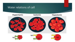 Water relations of cell
 