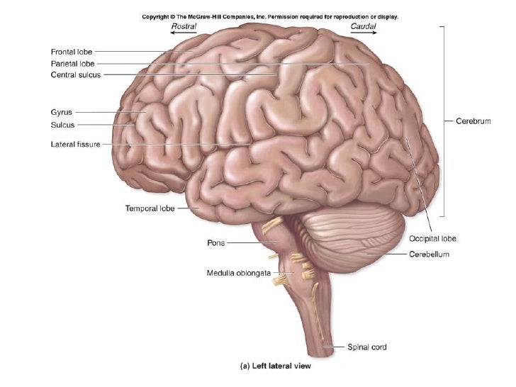 Parts Of The Brain Quizlet Anatomy Images - How To Guide 