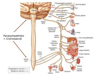 Parasympathetic = Craniosacral 