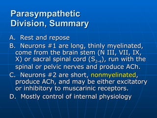A.  Rest and repose B.  Neurons #1 are long, thinly myelinated, come from the brain stem (N III, VII, IX, X) or sacral spinal cord (S 2-4 ), run with the spinal or pelvic nerves and produce ACh.  C.  Neurons #2 are short,  nonmyelinated , produce ACh, and may be either excitatory or inhibitory to muscarinic receptors. D.  Mostly control of internal physiology Parasympathetic Division, Summary 