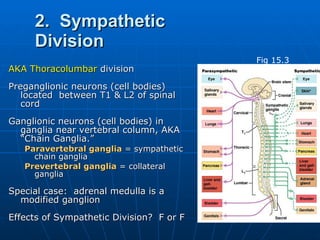 2.  Sympathetic Division AKA Thoracolumbar  division Preganglionic neurons (cell bodies) located  between T1 & L2 of spinal cord Ganglionic neurons (cell bodies) in ganglia near vertebral column, AKA “Chain Ganglia.” Paravertebral ganglia  = sympathetic chain ganglia Prevertebral ganglia  = collateral ganglia Special case:  adrenal medulla is a modified ganglion Effects of Sympathetic Division?  F or F Fig 15.3 