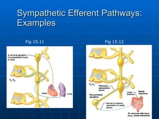 Sympathetic Efferent Pathways: Examples Fig 15.11 Fig 15.12 