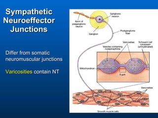 Sympathetic Neuroeffector Junctions Differ from somatic neuromuscular junctions Varicosities  contain NT 