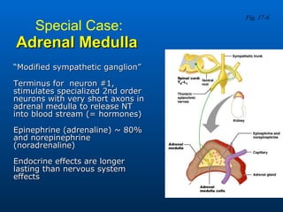 Special Case:   Adrenal Medulla  “ Modified sympathetic ganglion” Terminus for  neuron #1, stimulates specialized 2nd order neurons with very short axons in adrenal medulla to release NT into blood stream (= hormones) Epinephrine (adrenaline) ~ 80% and norepinephrine (noradrenaline) Endocrine effects are longer lasting than nervous system effects  Fig. 17-6 