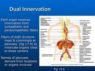 Dual Innervation Each organ receives innervation from  sympathetic and parasympathetic fibers Fibers of both divisions meet & commingle at plexuses  (fig 17-9) to innervate organs close to those centers Names of plexuses derived from locations or organs involved Fig. 15.6 