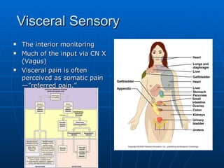 Visceral Sensory The interior monitoring Much of the input via CN X (Vagus) Visceral pain is often perceived as somatic pain—”referred pain.” 