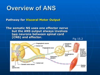 Overview of ANS Pathway for  Visceral Motor Output   The somatic NS uses one effector nerve but the ANS output always involves  two  neurons between spinal cord (CNS) and effector.   Fig 15.2 