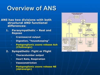 Overview of ANS ANS has two divisions with both structural AND functional differences: Parasympathetic – Rest and Repose Craniosacral output Digestion, “housekeeping” Postganglionic axons release Ach (Cholinergic) Sympathetic- Fight or Flight Thoracolumbar output Heart Rate, Respiration Vasoconstriction Postganglionic axons release NE (Adrenergic) 