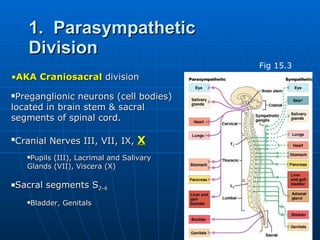 1.  Parasympathetic Division AKA Craniosacral   division Preganglionic neurons (cell bodies) located in brain stem & sacral segments of spinal cord. Cranial Nerves III, VII, IX,  X Pupils (III), Lacrimal and Salivary Glands (VII), Viscera (X) Sacral segments S 2-4 Bladder, Genitals Fig 15.3 
