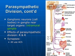 Parasympathetic Division, cont’d Ganglionic neurons (cell bodies) in ganglia near target organs:  Intramural ganglia Effects of parasympathetic division: R & R Synapses:  All use ACh 