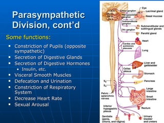 Constriction of Pupils (opposite sympathetic) Secretion of Digestive Glands Secretion of Digestive Hormones Insulin, etc. Visceral Smooth Muscles Defecation and Urination Constriction of Respiratory System Decrease Heart Rate Sexual Arousal Parasympathetic Division, cont’d Some functions: 