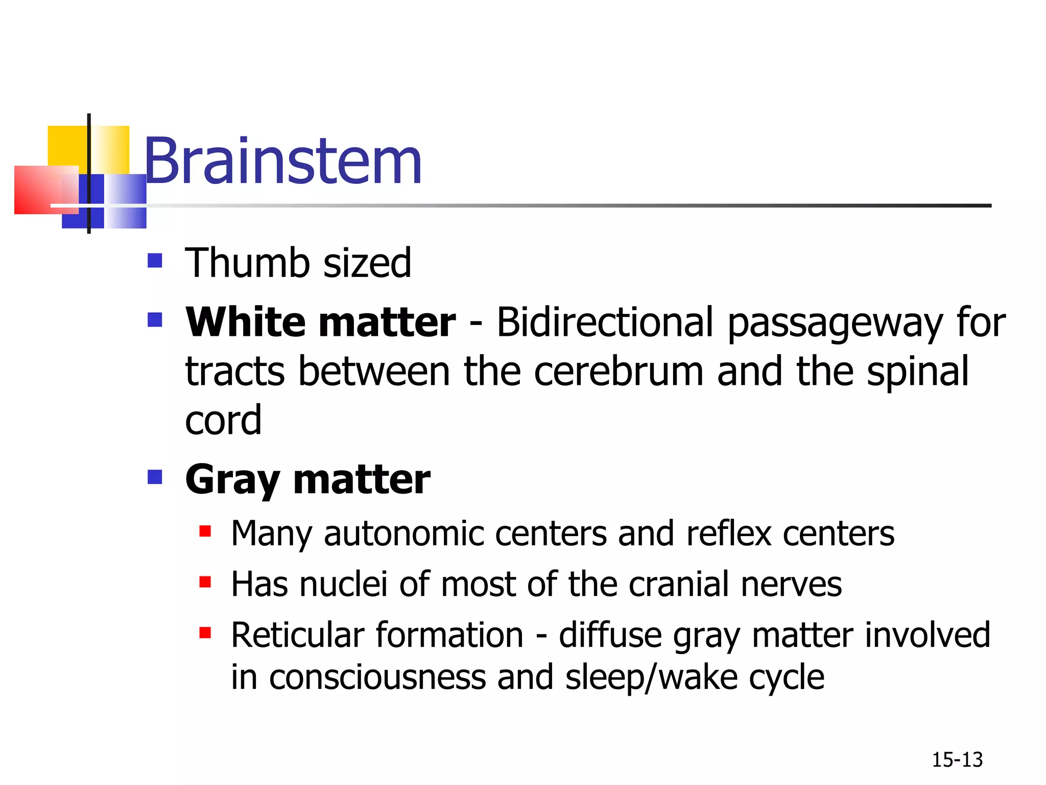 Thumb sized White matter  - Bidirectional passageway for tracts between the cerebrum and the spinal cord Gray matter Many autonomic centers and reflex centers Has nuclei of most of the cranial nerves Reticular formation - diffuse gray matter involved in consciousness and sleep/wake cycle Brainstem 15- 