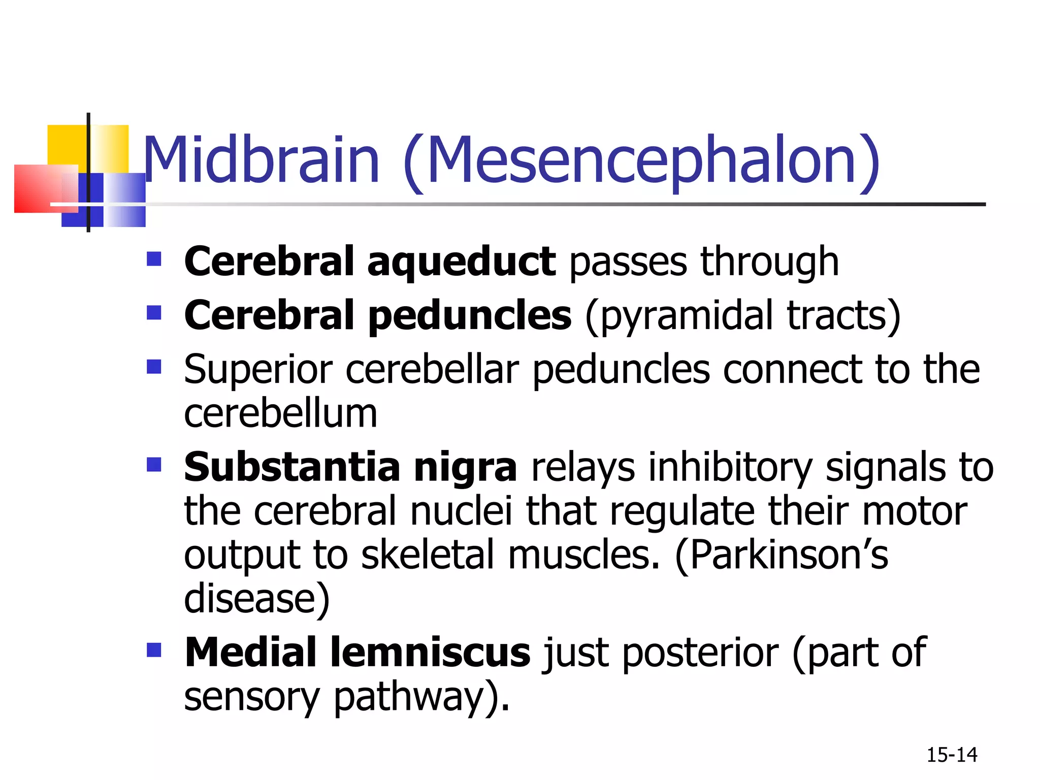 Cerebral aqueduct  passes through  Cerebral peduncles  (pyramidal tracts) Superior cerebellar peduncles connect to the cerebellum Substantia nigra  relays inhibitory signals to the cerebral nuclei that regulate their motor output to skeletal muscles. (Parkinson’s disease)  Medial lemniscus  just posterior (part of sensory pathway). Midbrain (Mesencephalon) 15- 