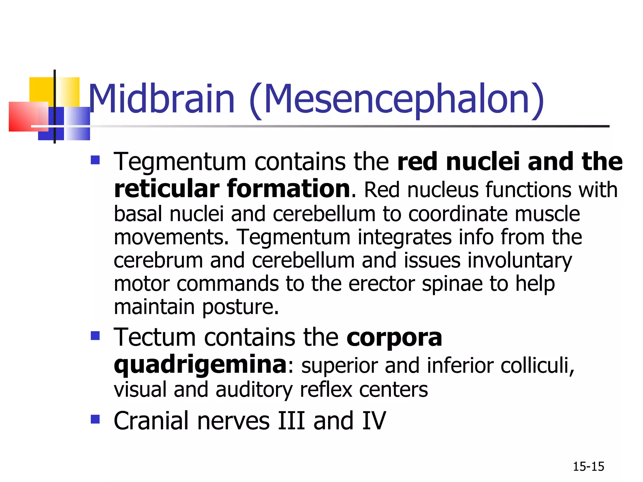 Tegmentum contains the  red nuclei and the reticular formation . Red nucleus functions with basal nuclei and cerebellum to coordinate muscle movements. Tegmentum integrates info from the cerebrum and cerebellum and issues involuntary motor commands to the erector spinae to help maintain posture. Tectum contains the  corpora quadrigemina : superior and inferior colliculi, visual and auditory reflex centers Cranial nerves III and IV Midbrain (Mesencephalon) 15- 