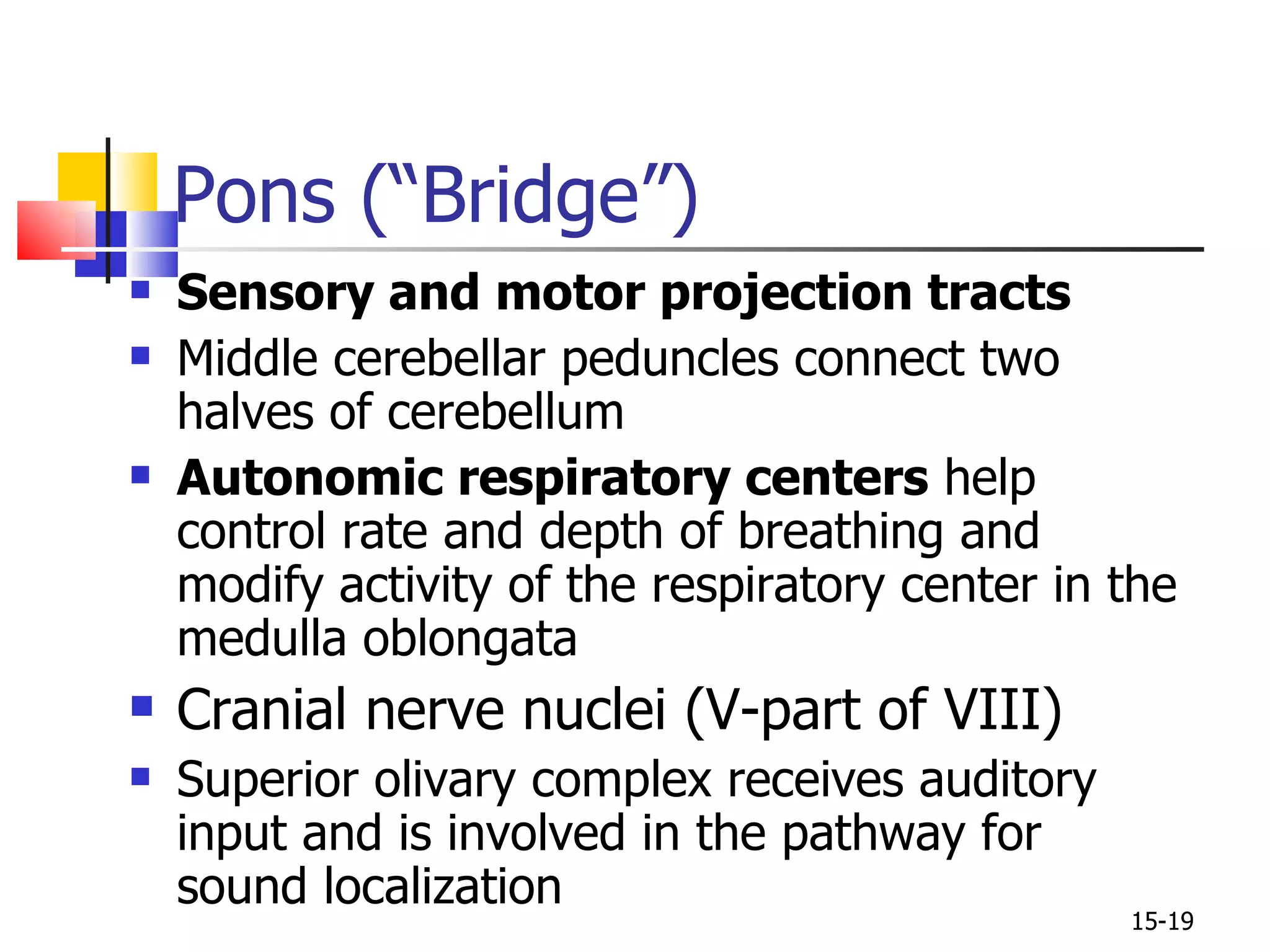 Sensory and motor projection tracts Middle cerebellar peduncles connect two halves of cerebellum Autonomic respiratory centers  help control rate and depth of breathing and modify activity of the respiratory center in the medulla oblongata Cranial nerve nuclei (V-part of VIII) Superior olivary complex receives auditory input and is involved in the pathway for sound localization Pons (“Bridge”) 15- 