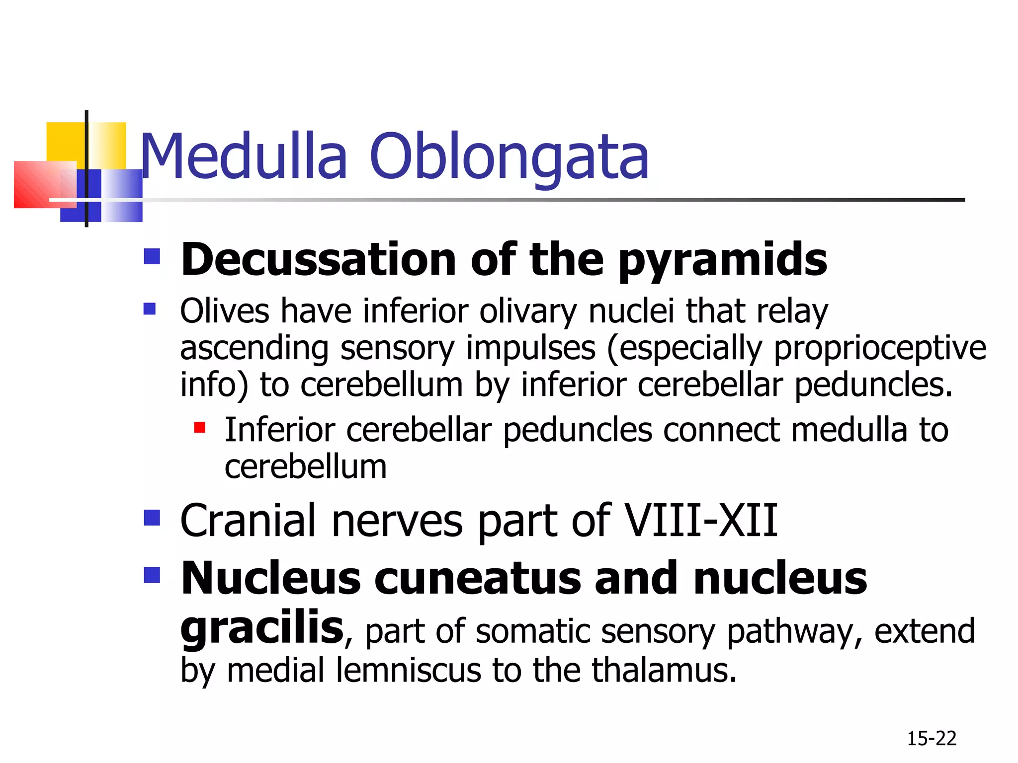 Decussation of the pyramids Olives have inferior olivary nuclei that relay ascending sensory impulses (especially proprioceptive info) to cerebellum by inferior cerebellar peduncles. Inferior cerebellar peduncles connect medulla to cerebellum Cranial nerves part of VIII-XII Nucleus cuneatus and nucleus gracilis , part of somatic sensory pathway, extend by medial lemniscus to the thalamus. Medulla Oblongata 15- 