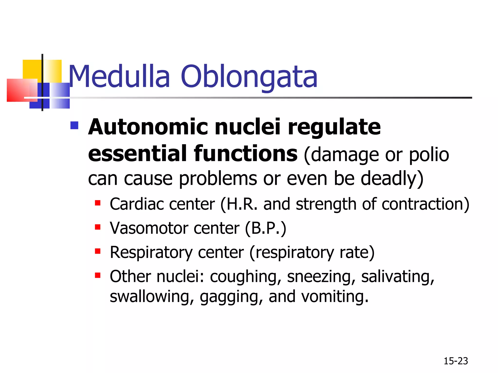 Medulla Oblongata Autonomic nuclei regulate essential functions  (damage or polio can cause problems or even be deadly) Cardiac center (H.R. and strength of contraction) Vasomotor center (B.P.) Respiratory center (respiratory rate) Other nuclei: coughing, sneezing, salivating, swallowing, gagging, and vomiting. 15- 