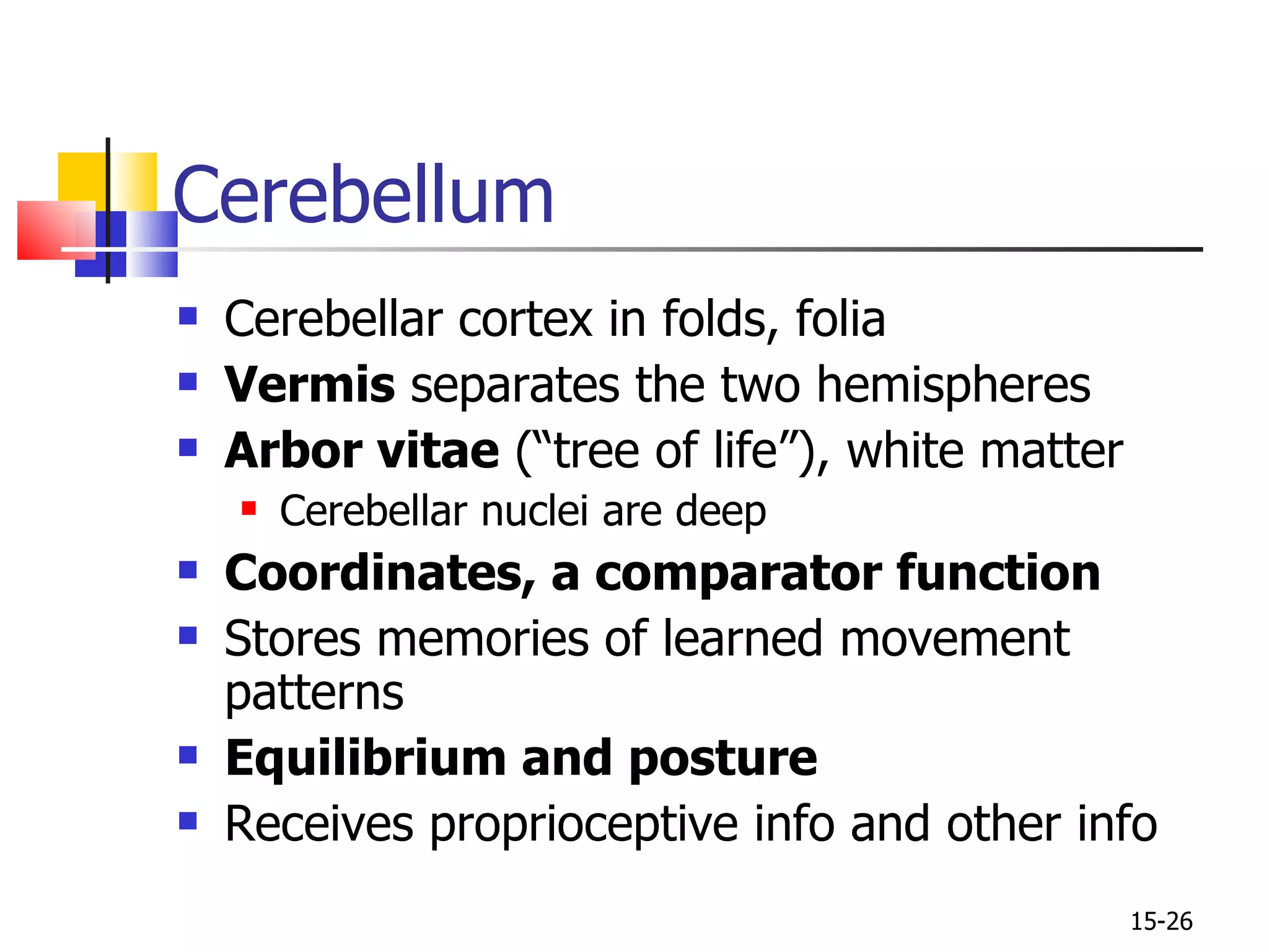 Cerebellar cortex in folds, folia Vermis  separates the two hemispheres Arbor vitae  (“tree of life”), white matter Cerebellar nuclei are deep Coordinates, a comparator function Stores memories of learned movement patterns Equilibrium and posture Receives proprioceptive info and other info Cerebellum 15- 