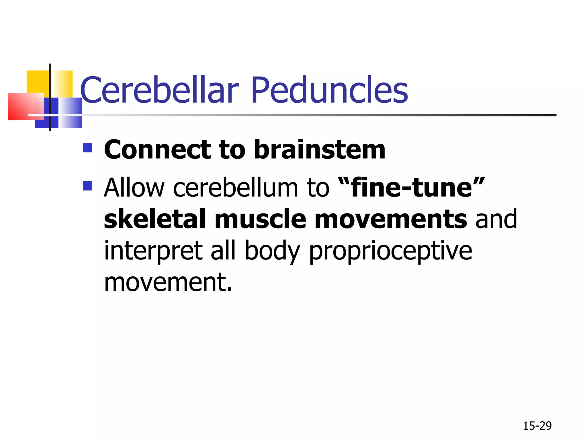 Connect to brainstem Allow cerebellum to  “fine-tune” skeletal muscle movements  and interpret all body proprioceptive movement. Cerebellar Peduncles 15- 