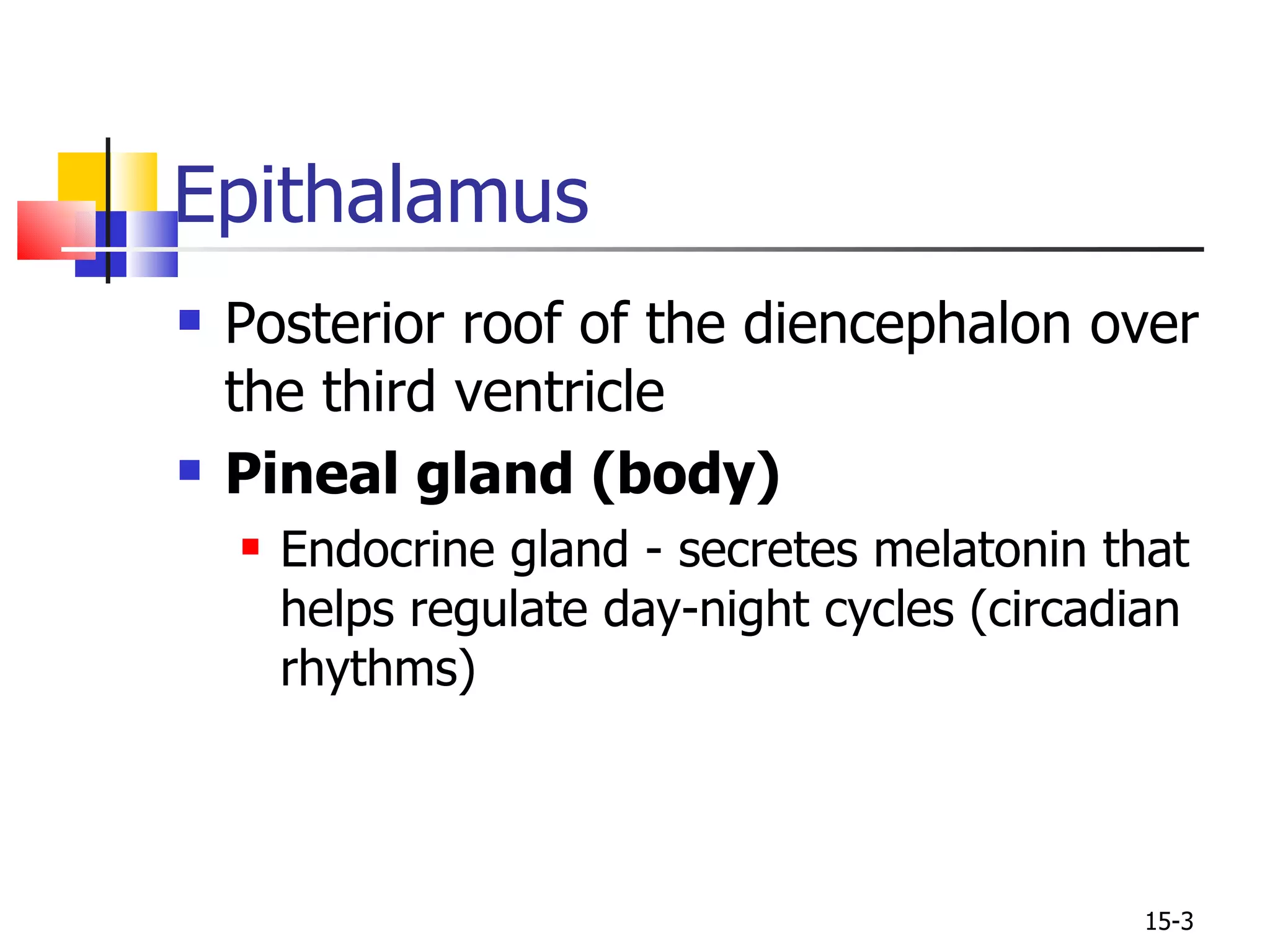 Posterior roof of the diencephalon over the third ventricle Pineal gland (body) Endocrine gland - secretes melatonin that helps regulate day-night cycles (circadian rhythms) Epithalamus 15- 