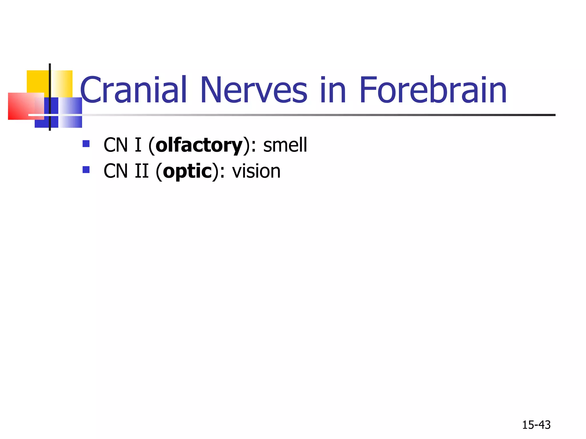 Cranial Nerves in Forebrain CN I ( olfactory ): smell CN II ( optic ): vision 15- 