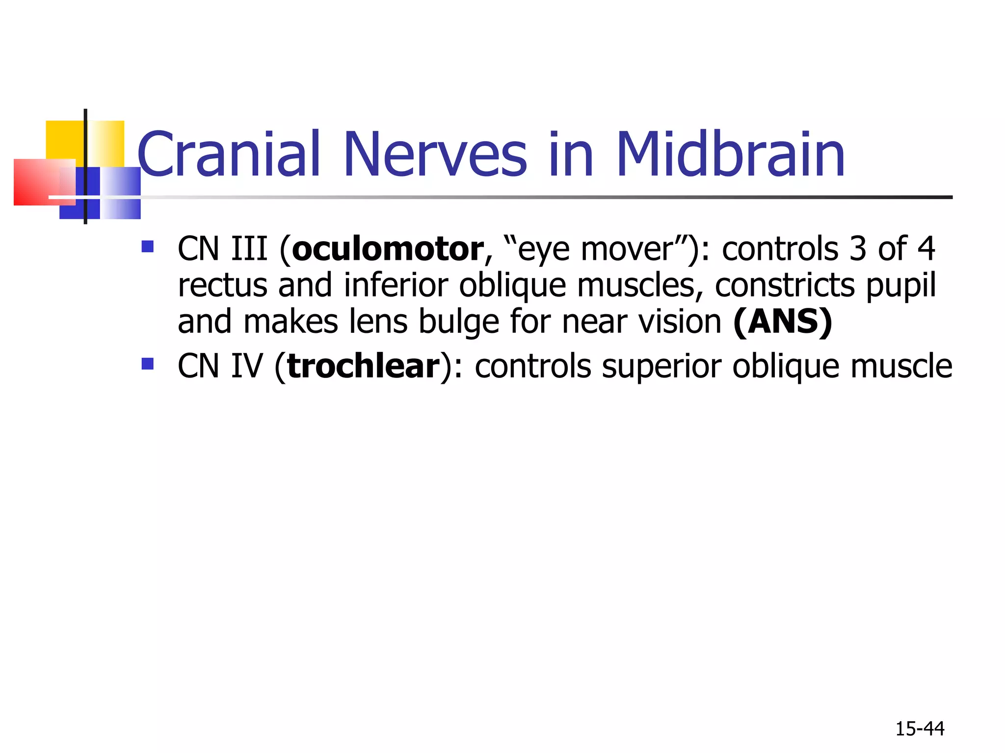 Cranial Nerves in Midbrain CN III ( oculomotor , “eye mover”): controls 3 of 4 rectus and inferior oblique muscles, constricts pupil and makes lens bulge for near vision  (ANS) CN IV ( trochlear ): controls superior oblique muscle 15- 