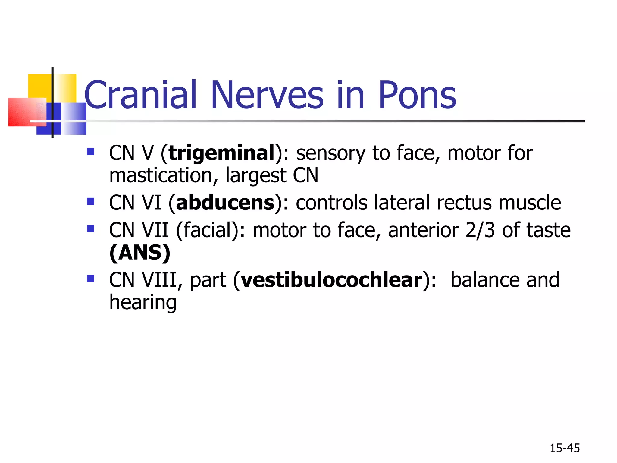 Cranial Nerves in Pons CN V ( trigeminal ): sensory to face, motor for mastication, largest CN CN VI ( abducens ): controls lateral rectus muscle CN VII (facial): motor to face, anterior 2/3 of taste  (ANS) CN VIII, part ( vestibulocochlear ):  balance and hearing 15- 